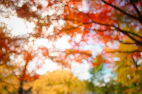Blurred Autumn Scenery Stock Photos