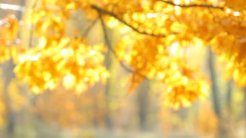 Blurred autumn trees Stock Footage 163677294