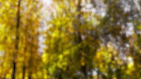 Blurred autumn trees in slow motion wind Stock Footage 278404554
