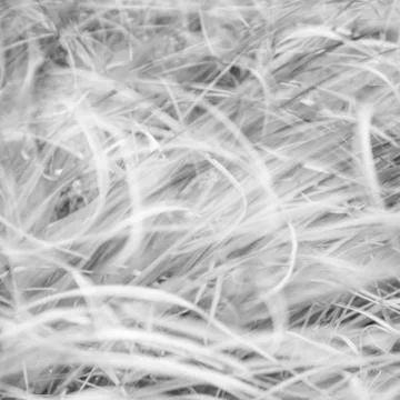 Blurred background - abstract nature backdrop - soft meadow landscape Foto stock