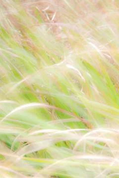 Blurred background - abstract nature backdrop - soft meadow landscape Stock Photos