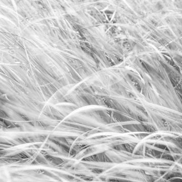 Blurred background - abstract nature backdrop - soft meadow landscape Stock Photos