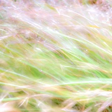 Blurred background - abstract nature backdrop - soft meadow landscape Stock Photos