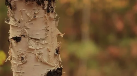 Blurred Background and close up of tree Video stock 55373841