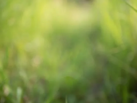 Blurred background and texture of grass filed Stock Photos