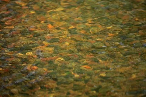 Blurred background and texture of the river pod. The bottom of the river Foto stock