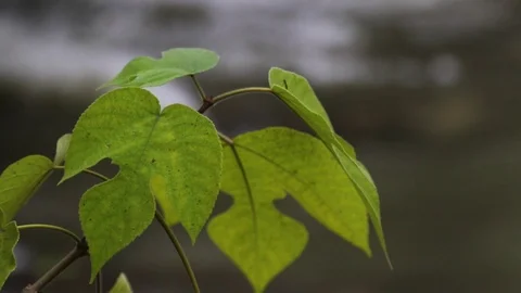 Blurred background and tree branches in the foreground Stock Footage 120213712