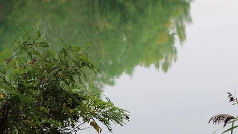 Blurred background and tree branches in the foreground Stock Footage 120215497