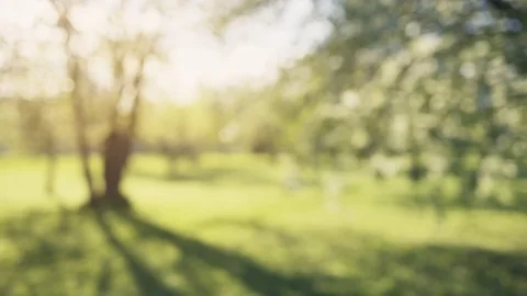 blurred background of apple garden in su... | Stock Video | Pond5