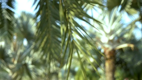 Blurred background, beautiful palm trees in a tropical park by the lake Video stock 104091524
