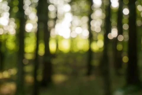 Blurred background of beech forest in the evening Stock Photos
