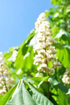 Blurred background of blooming chestnut. Stock Photos