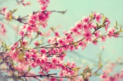 Blurred background. Blooming tree in spring with pink flowers Stock Photos
