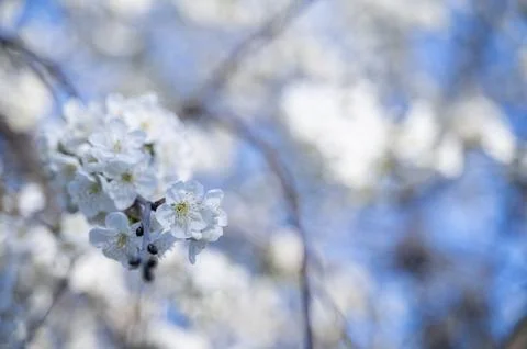 Blurred background of a blooming tree with white flowers in spring. Stock Photos