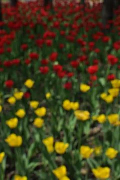 Blurred background. Blurred background of red and yellow tulips. Stock Photos