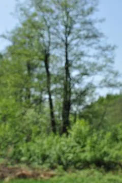 Blurred background. Blurred tree and bushes. Stock Photos