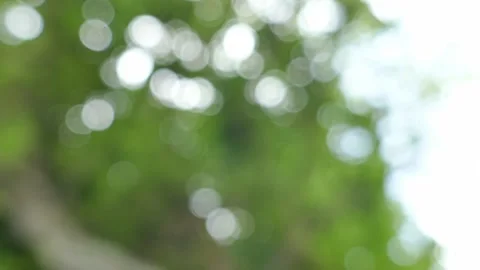 Blurred background, bokeh, light shining through trees tree bark background Stock Footage 152548292