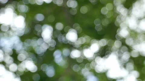 Blurred background, bokeh, light shining through trees tree bark background Stock Footage 152548304