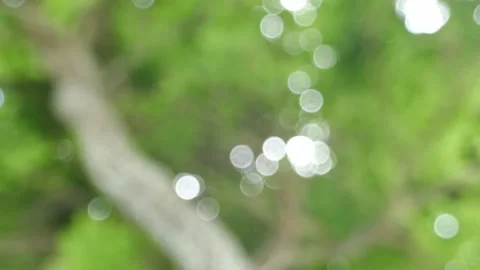 Blurred background, bokeh, light shining through trees tree bark background Stock Footage 152548309
