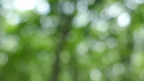 Blurred background, bokeh, light shining through trees tree bark background Stock Footage 152548681