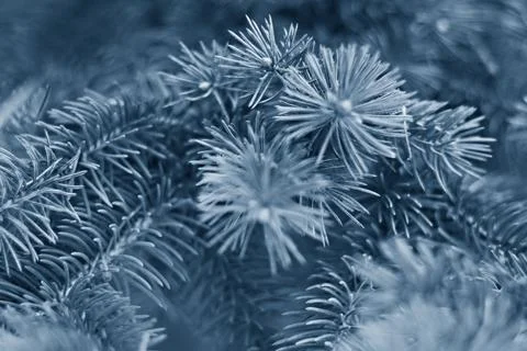 On a blurred background branches of spruce in classic blue color. Selective f Stock Photos