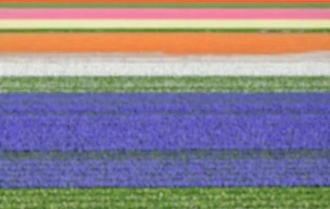 Blurred background of bulb fields of tulips and hyacinths in springtime Stock Photos