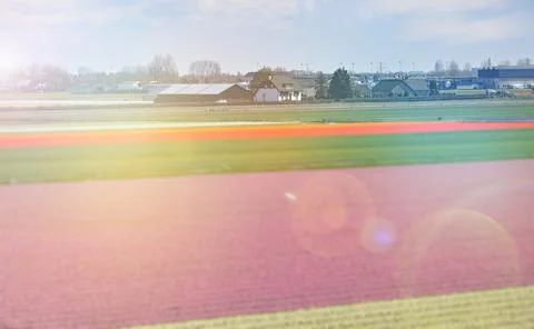 Blurred background of bulb fields of tulips and hyacinths in springtime Foto stock