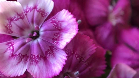 Blurred background with closeup pink dianthus flowers Stock Footage 115932383