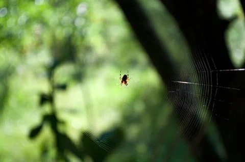 Blurred background cobweb spider close up on a background of trees and grass Stock Photos