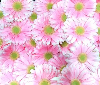 Blurred background of delicate pink gerberas green middle, light delicate Cyn Stock Photos
