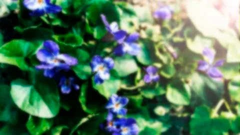 Blurred background. Delicate violets in the flowerbed. Floral background. Photos