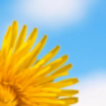 Blurred background with flower. Stock Illustration