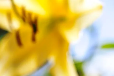 Blurred background Flower Lilly Stock Photos