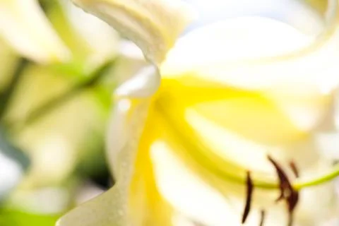 Blurred background Flower Lilly Foto stock