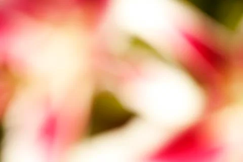 Blurred background Flower Lilly Stock-Fotos