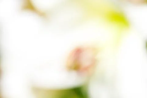Blurred background Flower Lilly Stock Photos