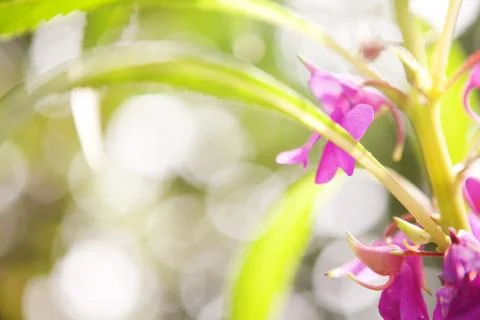 Blurred background with flowers Stock Photos