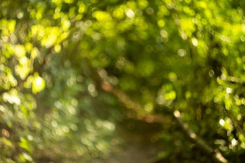 Blurred background in the forest. Bokeh forest. Beautiful blurred background  Stock-Fotos