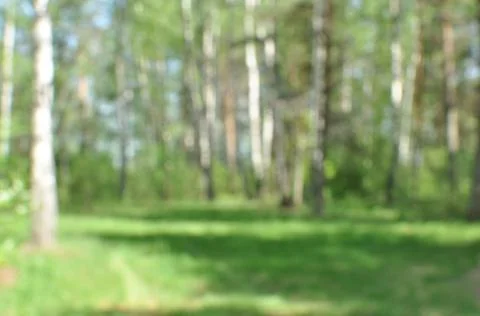 Blurred background of forest glade with trees. Stock Photos