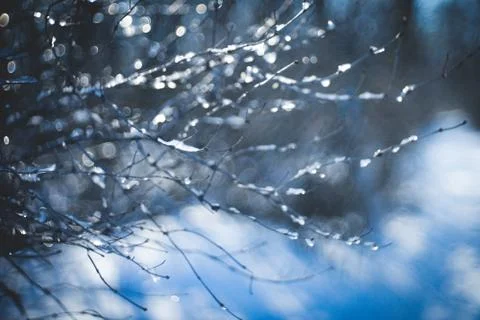 Blurred background of forest in the snow with branches in ice Stock-Fotos