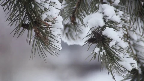 Blurred background forest snow winter Stock Footage 70209891