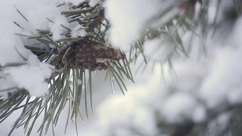 Blurred background forest snow winter 库存影片 70210462