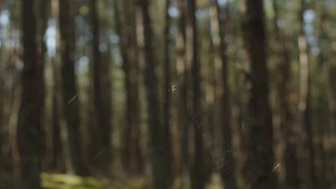 Blurred background of forest spider hangs from its web in nature. Spider web in Video stock 290241413