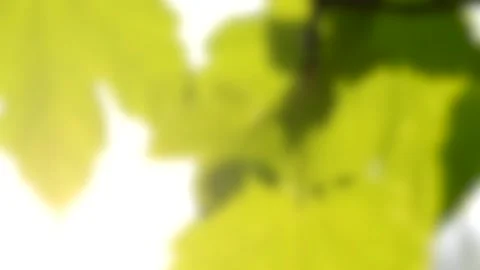 Blurred background. Fresh spring leaves with sun backlit closeup HD 1080 Stock Footage 137669374