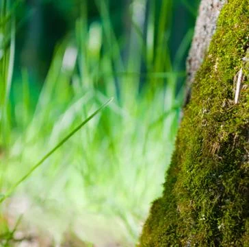 Blurred background of grass in the background Stock Photos