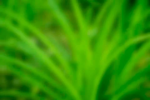Blurred background of  grass Stock Photos