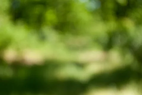 Blurred background of a green forest on a summer day Stock Photos