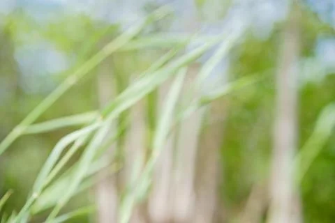 Blurred background of green grass in front of tree folliage in summer park. H Fotos de archivo