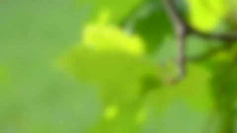 Blurred background. green leaf on a branch on a green blurry background Stock Footage 137669399