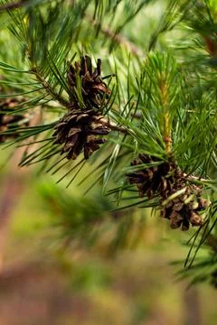Blurred background green pine needles. Small brown cones on a pine branch clo Stock Photos